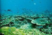 Diving underwater in Borneo