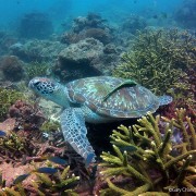 Coral Garden (Sapi Isand) - Gary Chan