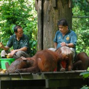 Sepilok Orang Utan