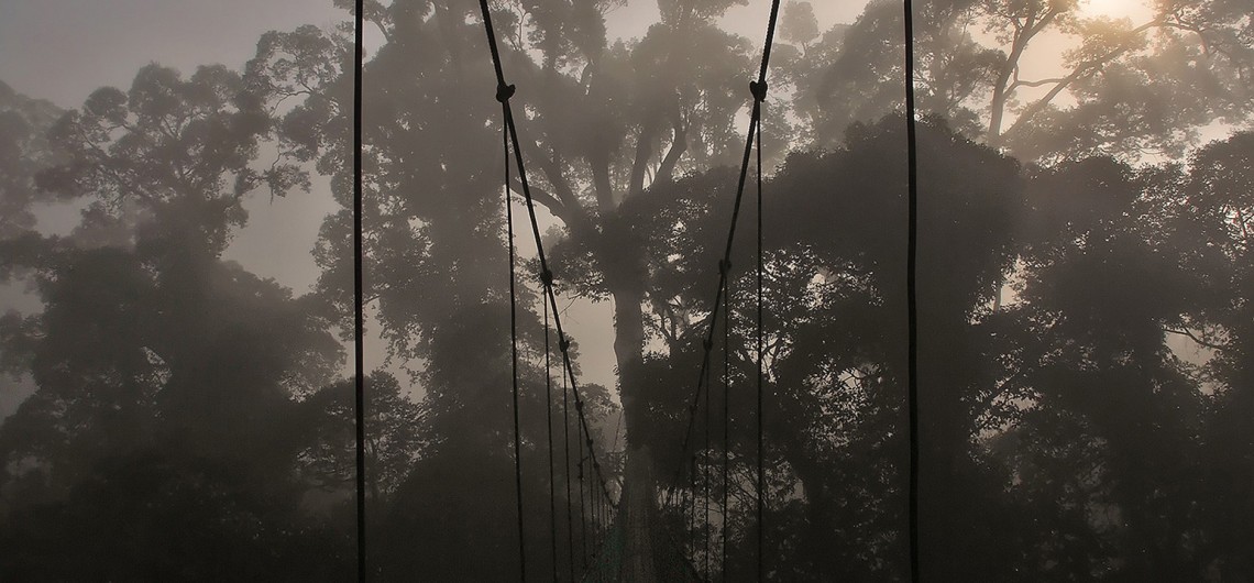 danum valley canopy walk