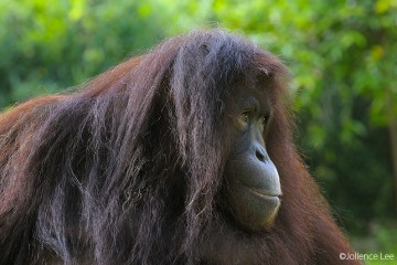 Sandakan Wildlife Tours