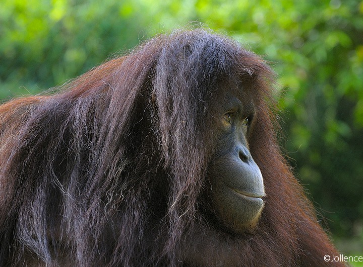 Sandakan Wildlife Tours