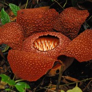 rafflesia