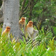 Labuk Bay Proboscis Monkey