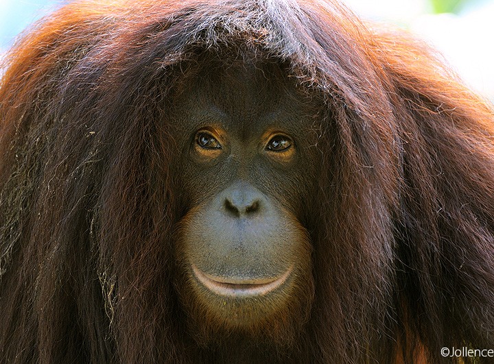 Sepilok Orang Utan