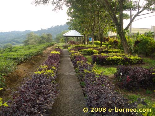 Sabah Tea Garden - the garden area