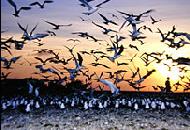 Layang-Layang Island - Bird Watching Paradise