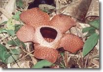 Rafflesia Flower and Tambunan Tour, Sabah, Malaysia Borneo