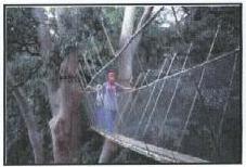 Canopy walkway at Poring Hot Spring, Sabah, Malaysia Borneo