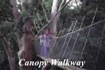 Canopy Walkway, Poring Hot Spring, Sabah Borneo Eco Tours