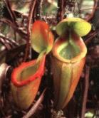 Nephentes - Monkey's Cup, Mount Kinabalu, Sabah, Malaysia Borneo