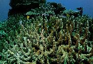 Underwater scene - corals