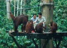 Feeding time at Sepilok Orang Utan Sanctuary