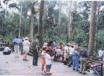 Visitors' witnessing the feeding of the Orangutans - Half Day Sepilok Orang Utan Rehabilitation Centre Wildlife Tour, Sepilok, Sandakan, Sabah, Malaysia Borneo