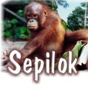 Half Day Sepilok Orang Utan Rehabilitation Centre Wildlife Tour, Sepilok, Sandakan, Sabah, Malaysia Borneo