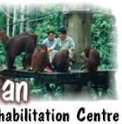 Half Day Sepilok Orang Utan Rehabilitation Centre Wildlife Tour, Sepilok, Sandakan, Sabah, Malaysia Borneo