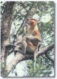 The Odd-Nosed Proboscis Monkey - Gomatong Caves and Kinabatangan River Tour, Sandakan, Sabah, Malaysia Borneo