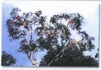 birds on treetops - 2D/1N Kinabatangan River and Ox-Bow Lake, Sandakan, Sabah, Malaysia Borneo