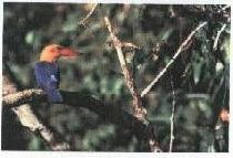 exotic birds - 2D/1N Kinabatangan River and Ox-Bow Lake, Sandakan, Sabah, Malaysia Borneo