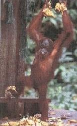 Orang Utan having lunch - 2D/1N Sepilok Orang Utan and Sukau Kinabatangan River Tour, Sandakan, Sabah, Malaysia Borneo