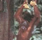 An Orang Utan having Lunch - 3D/2N Sandakan Wonders of Nature Tour, Sandakan, Sabah, Malaysia Borneo