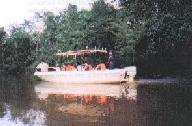 Mangrove River Cruise - Sepilok Orang Utan Rehabilitation Centre and Abai Proboscis Monkey River Cruise, Sandakan, Sabah, Malaysia Borneo