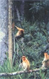 Proboscis Monkeys on the river bank - Sepilok Orang Utan Rehabilitation Centre and Abai Proboscis Monkey River Cruise, Sandakan, Sabah, Malaysia Borneo