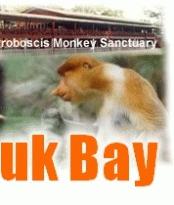 Sepilok Orang Utan Rahabilitation Centre and Labuk Bay Proboscis Monkey Sanctuary, Sandakan, Sabah, Malaysia Borneo