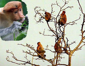 Klias River Cruise Proboscis Monkeys