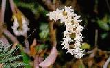 Orchid, Sabah Borneo Eco Tours