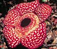 The Rafflesia