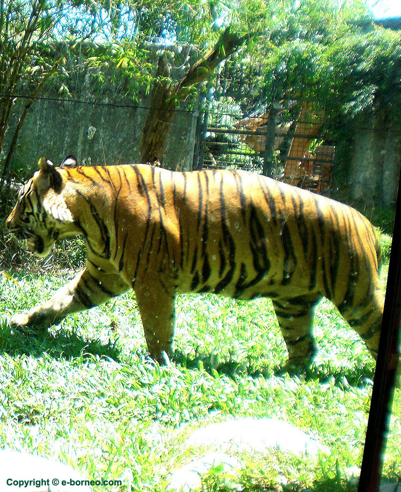 Lok Kawi Wildlife Park - Malayan Tiger